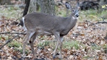 The City of Longueuil says it has begun plans for a long-awaited cull of white-tailed deer in a local park and plan to go ahead in the fall of 2024. A white-tailed deer is shown in Michel-Chartrand park, in Longueuil, Que., Saturday, Nov. 14, 2020. THE CANADIAN PRESS/Graham Hughes