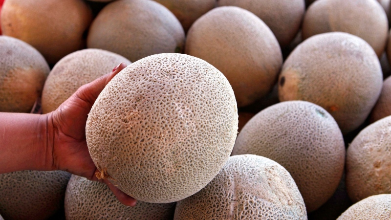 In this Sept. 16, 2011, file photo, an operator of a fruit and vegetable stand near Denver holds a California-grown cantaloupe for sale at her business. (AP Photo/Ed Andrieski, file)