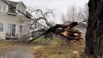 A downed tree is pictured. (Source: Laura Brown/CTV News Atlantic)