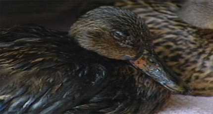 Only a handful of ducks survived after landing on a Syncrude toxic pond in spring 2008.