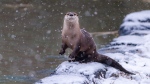 Missi the river otter arrived with Taj and can now be viewed at the Ecomuseum Zoo in Sainte-Anne-de-Bellevue, Que. SOURCE: Ecomusueum