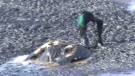 An image taken from a video, shot by a Government of Alberta wildlife staff member, shows a duck coated in bitumen trying to escape the tailings pond.