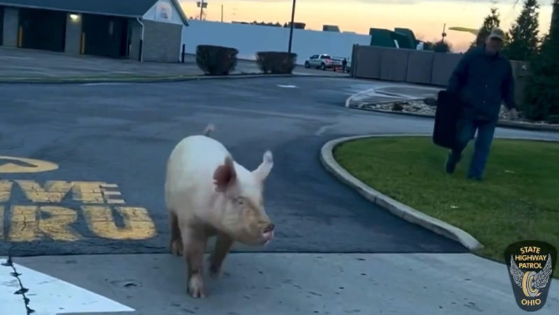 Escaped pig in captured in McDonalds drive thru 