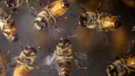 An Ontario researcher has identified a main cause in the decline of the province's honeybee colonies over the last three years -- the varroa mite. (AP / Carolyn Kaster)