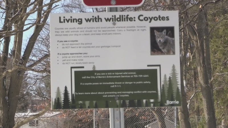 Coyote warning signs are posted around Sunnidale Park after a small dog was attacked in Barrie, Ont. (CTV News/Rob Cooper)