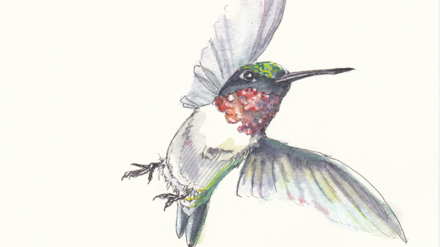 Prints of this ruby-throated hummingbird raised $1,700 for Spectrum, a local LBGTQ2S+ organization. (Supplied/Meredith Blunt)