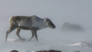 A wild caribou roams the tundra Nunavut Territory on March 25, 2009. Conservationists are urging the Quebec government to finally publish its plan to protect caribou habitat, several years after it first promised a strategy to save the dwindling herds. THE CANADIAN PRESS/Nathan Denette
