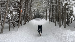 Our Border Collie mix puppy Téa enjoying the fresh snow from the storm at Barkwood Forest in Stittsville on jan. 13, 2024. (Angela Bell/CTV Viewer)