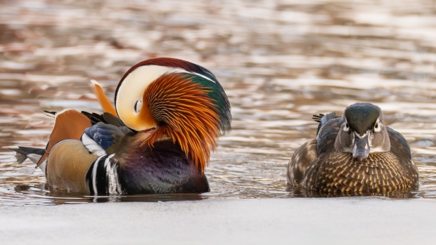 Mandarin duck with wood duck