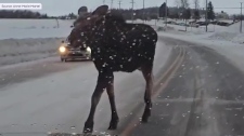 Moose stops traffic on Quebec highway