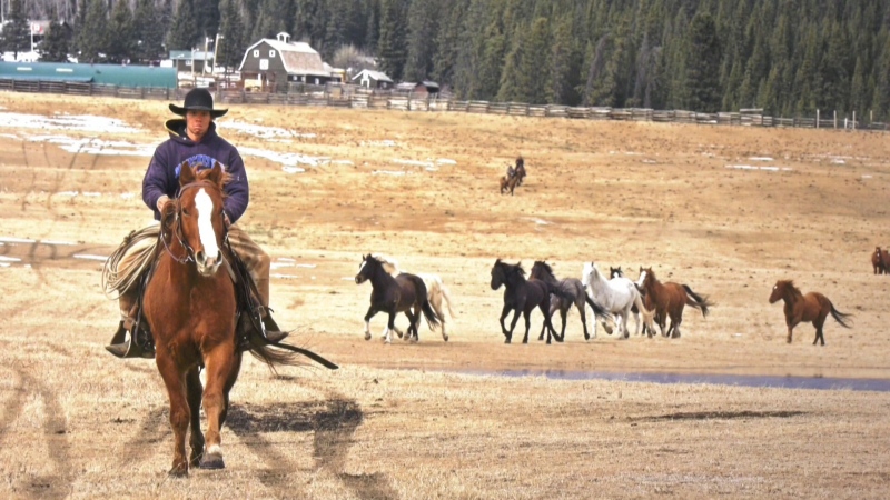 A photo exhibit offers an intimate look at Alberta's Ya Ha Tinda Ranch, where horses are trained for use by Parks Canada wardens.