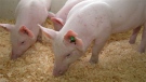 Examples of two Enviropigs (courtesy the University of Guelph)