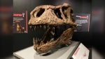 A Tyrannosaurus skull is pictured as part of the "Dinosaur Exploration" exhibit at the Museum of Natural History in Halifax. (Carl Pomeroy/CTV Atlantic)