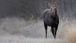 A moose is seen in this undated generic image. (Source: Getty) 