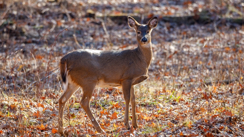 A file image of a white-tailed deer. (Photo by: Aaron J Hill/Pexels)