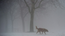 FILE: A dog makes his way through the misty fog at a park in Toronto on Saturday, January 11, 2014. THE CANADIAN PRESS/Nathan Denette