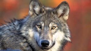 This photo provided by the U.S. Fish and Wildlife Service shows a gray wolf, April 18, 2008. (Gary Kramer/U.S. Fish and Wildlife Service via AP, File)