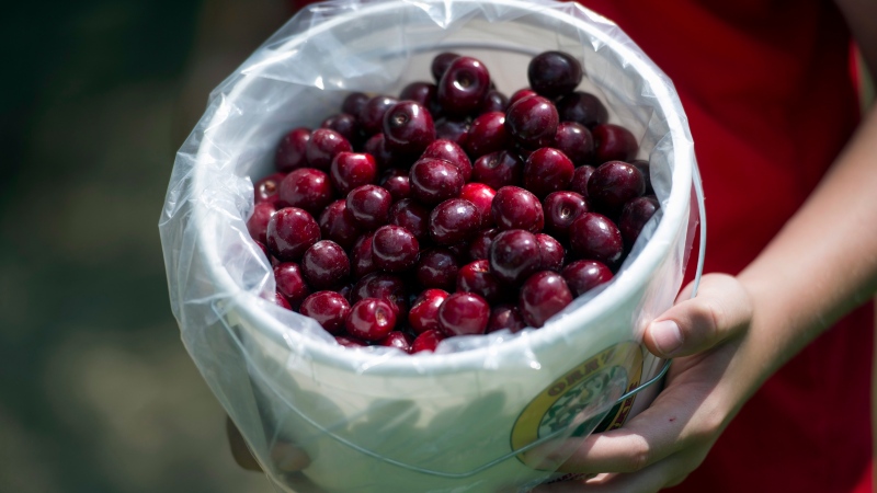 This photo taken June 26, 2014 shows a bucket of just picked sweet cherries at Orr's Farm Market in Martinsburg, W.Va. (AP Photo/Cliff Owen)