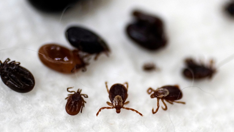 How a new surveillance method is identifying more cases of Lyme disease in the U.S.