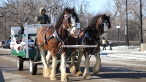 Carriage rides were a favourite for families at the 2024 Wascana Winter Festival. (David Prisciak/CTV News)