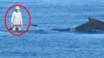 Tourists get recklessly close to whales