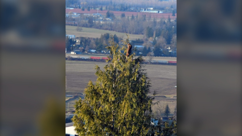 A bobcat evades an attacking cougar atop a cedar tree in Chilliwack, B.C., on Feb. 14, 2024. (Credit: Tammy Jordan) 