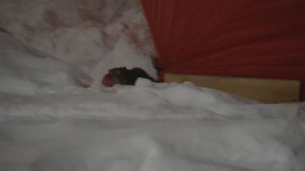A rat at the Victoria Park tent encampment in Halifax.