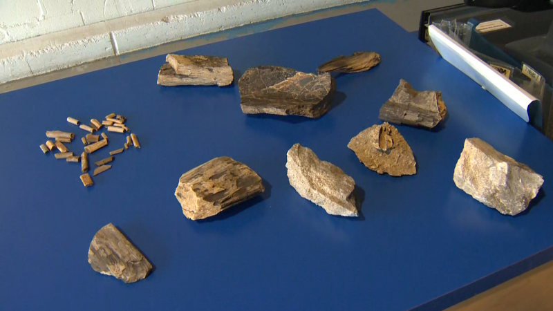 Fossils discovered in a box at the Goodwill Calgary Impact Centre. 