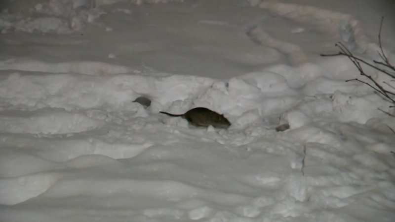A rat is pictured near the Victoria Park encampment on Feb. 20, 2024