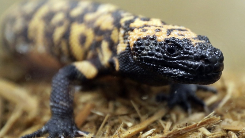 A Gila monster is displayed at the Woodland Park Zoo in Seattle, Dec. 14, 2018. (AP Photo/Ted S. Warren, File)