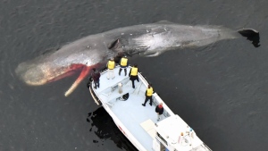 A whale, confirmed dead by field investigation, floats in Osaka Bay in Sakai city, western Japan, on Feb. 19, 2024. (Kyodo News via AP)
