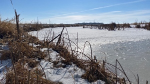 Wascana Creek just east of Regina has very little snow around the creek after a dry winter. (Gareth Dillistone / CTV News) 