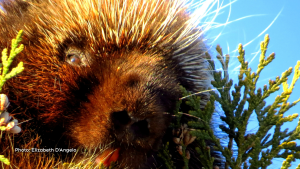 Extreme closeup of a porcupine. (Elizabeth D'Angelo/CTV Viewer)