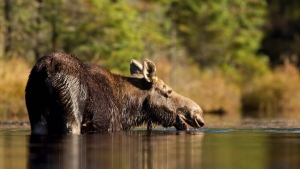 Cow moose in an Algonquin Park lake very close to shore. Oct. 24/13 (Jim Cumming)