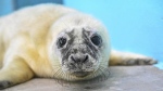 Zoo officials say a grey seal found stranded and blind more than a decade ago on an island in Maine has given birth at a Chicago-area zoo and is now “a very attentive mother" to her newborn. (Jim Schulz/Brookfield Zoo via AP)