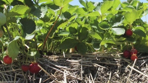 A new study suggests a small insect encroaching on Quebec's strawberry fields could help forecast some major impacts of climate change on agriculture. A field of ripe strawberries is shown in Essex, Vt., in a July, 2019 file photo. THE CANADIAN PRESS/AP/Lisa Rathke
