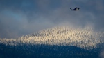 Snow covered trees on the North Shore mountains are seen as a Helijet passenger helicopter prepares to land at a helipad on the harbour in downtown Vancouver, on Monday, December 28, 2020. THE CANADIAN PRESS/Darryl Dyck