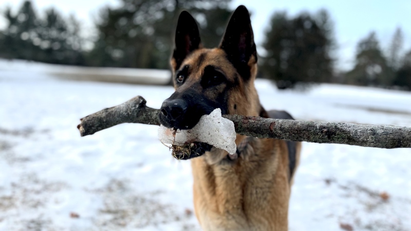 Lady Edith the German Shepherd will need caring for should her parents have an emergency. The Montreal SPCA is giving donors contact kits in such a case as a fundraiser. (Denise Roberts, CTV News)