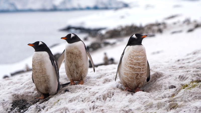 Penguins stand on an iceberg near the Chilean O'Higgins base in Antarctica, Friday, Nov. 24, 2023. (Jorge Saenz / AP Photo)