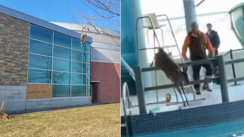 On the left, the window at the Vollmer Complex in LaSalle, Ont. where a deer broke through was seen boarded up on Feb. 26, 2024. (Sanjay Maru/CTV News Windsor) 
On the right, a deer is seen jumping into the pool at the Vollmer Complex on Feb. 25, 2024. (Source: Francesco Siino) 