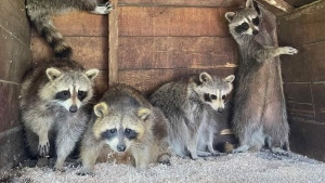 Raccoons are shown at Mally's Third Chance Raccoon Rescue and Rehabilitation facility in a handout photo. (THE CANADIAN PRESS/HO-Mally's Third Chance Raccoon Rescue and Rehabilitation)