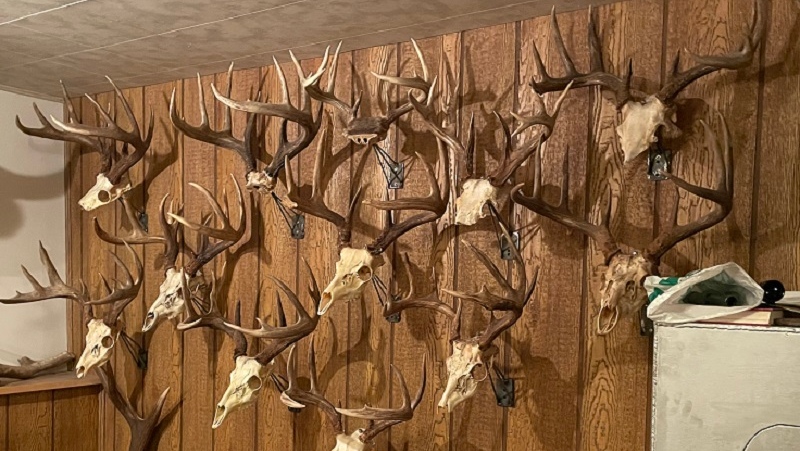 Some of the antlers stolen from a property in B.C. are shown in this photo provided by the RCMP on Deb. 27, 2023. 