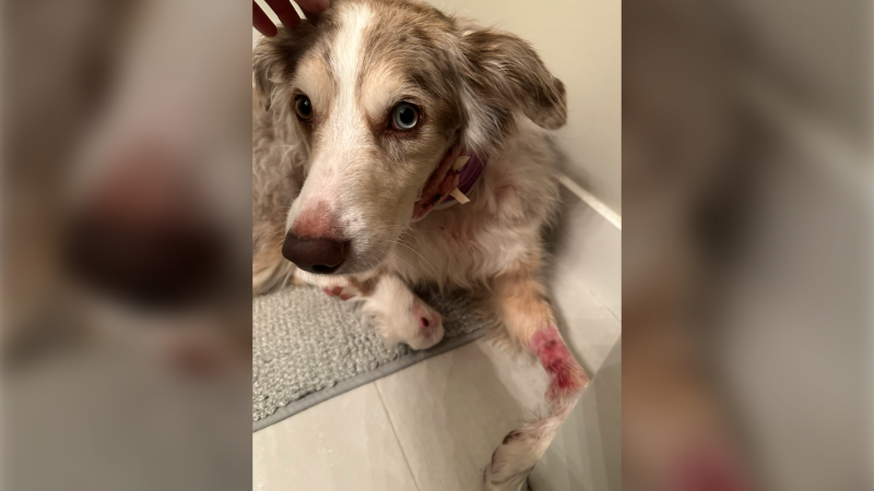 Joey, an Australian Shepherd, was injured in a dog attack in Auburn Bay on Feb. 25, 2024. (Supplied)
