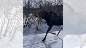 A moose surprised a group of skiers near Wakefield, Que. (Courtesy: Joan Post)