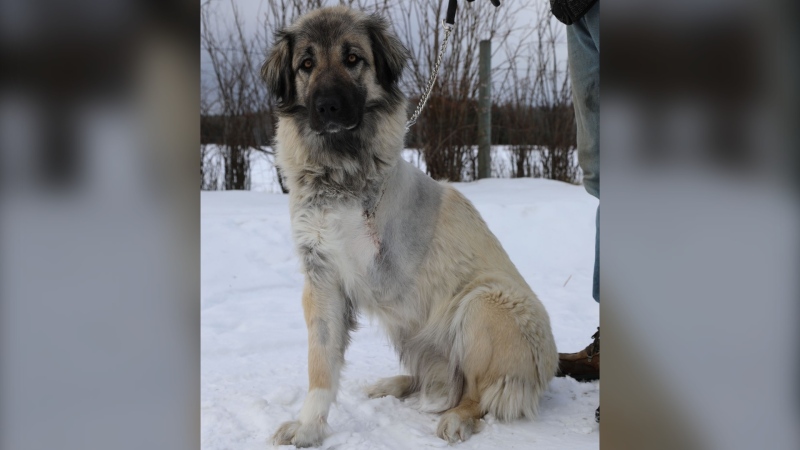 Pearl, a family dog from B.C., had to have her leg amputated after being caught by a trap in Fenurary of 2024. (Image credit: The Fur Bearers) 