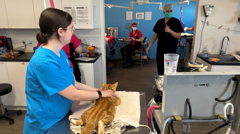 Nova Scotia SPCA veterinary medical team members prepare a cat for surgery in Dartmouth, N.S., on Feb. 27, 2024. (Paul DeWitt/CTV Atlantic)