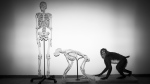 Skeletons of a human and a monkey await installation at the Steinhardt Museum of Natural History in Tel Aviv, Israel on Monday, Feb 19, 2018.  (AP Photo/Oded Balilty, File)