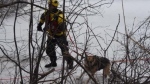 A dog was rescued from the Rideau River on Wednesday morning. (Jean Lalonde/OFS)