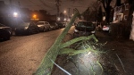 A downed tree lays next to a car in Montreal after a strong storm swept through the region on Wednesday, Feb. 28, 2024. (Cosmo Santamaria/CTV News)