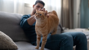 Animals such as cats can transmit diseases to other species, including humans with whom these pets have had close contact. (Magui-rfajardo/iStockphoto/Getty Images via CNN Newsource)